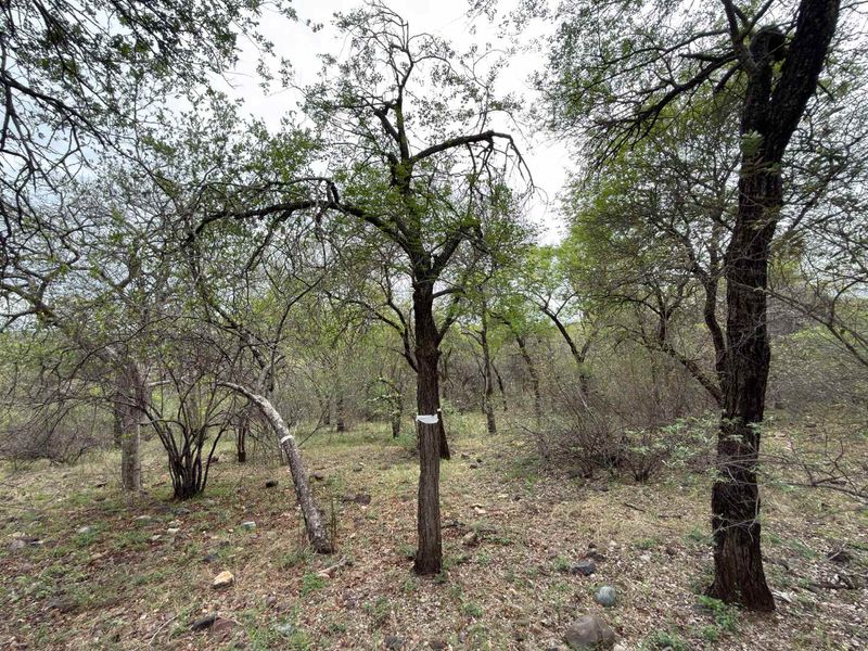 A view of a natural, wooded residential plot featuring mature trees and native vegetation on uneven terrain.