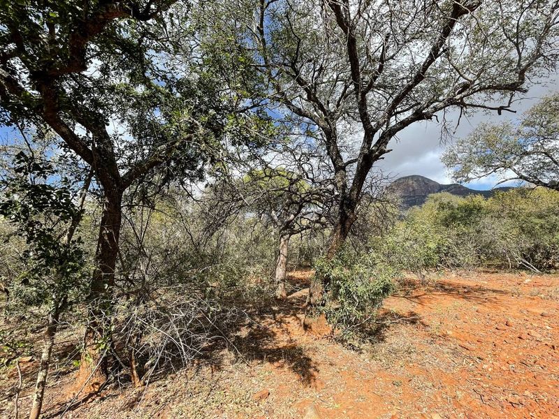 Prime 1-Hectare Stand for Sale in Canyon Game Reserve - Photo 8