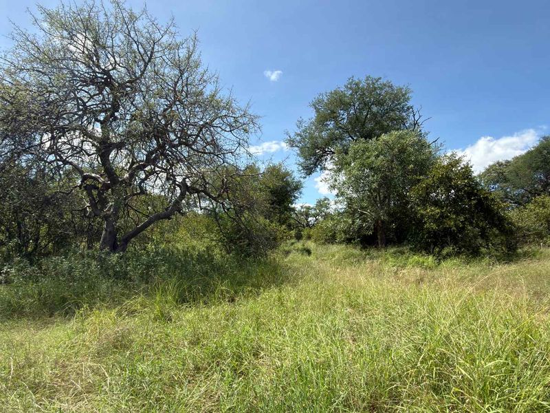 Prime Development opportunity between Hoedspruit and Phalaborwa - Photo 10
