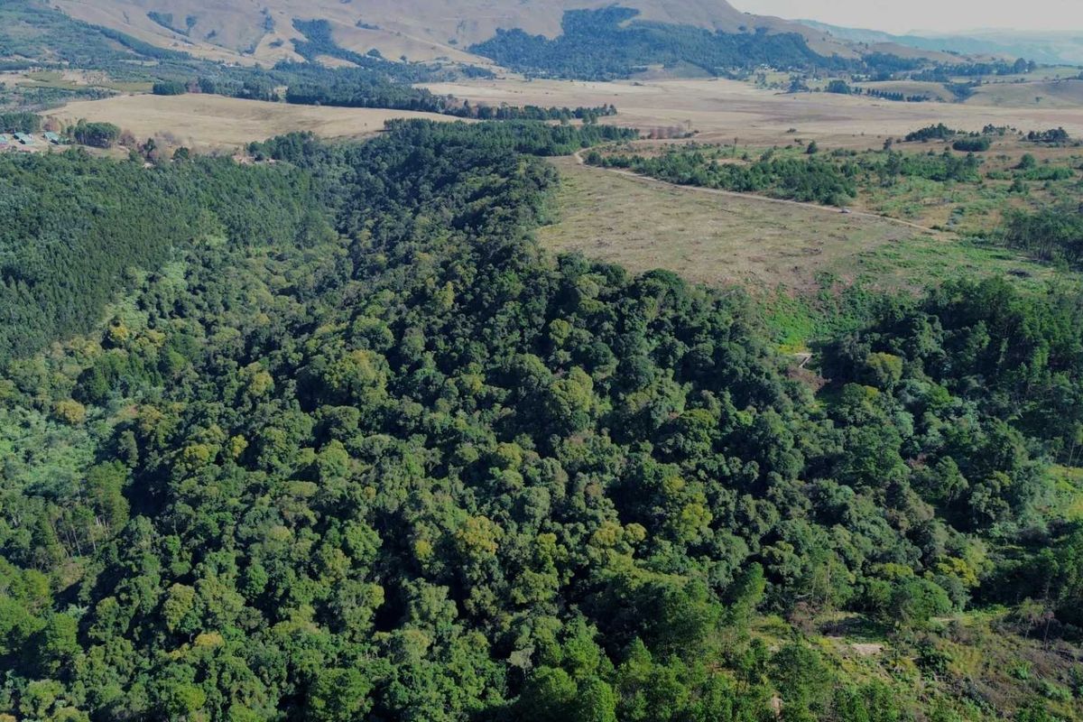 25-Hectare Vacant Land with Forest and Panoramic Views in the Midlands, Howick Rural - Photo 5