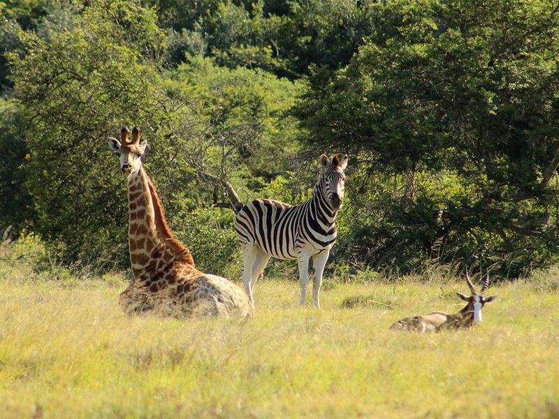 Vacant land in Wildlife Estate - Photo 7
