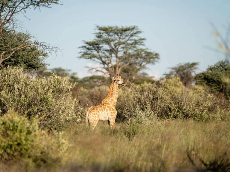 A view of natural bushveld landscape featuring indigenous vegetation and wildlife on the vacant residential land.