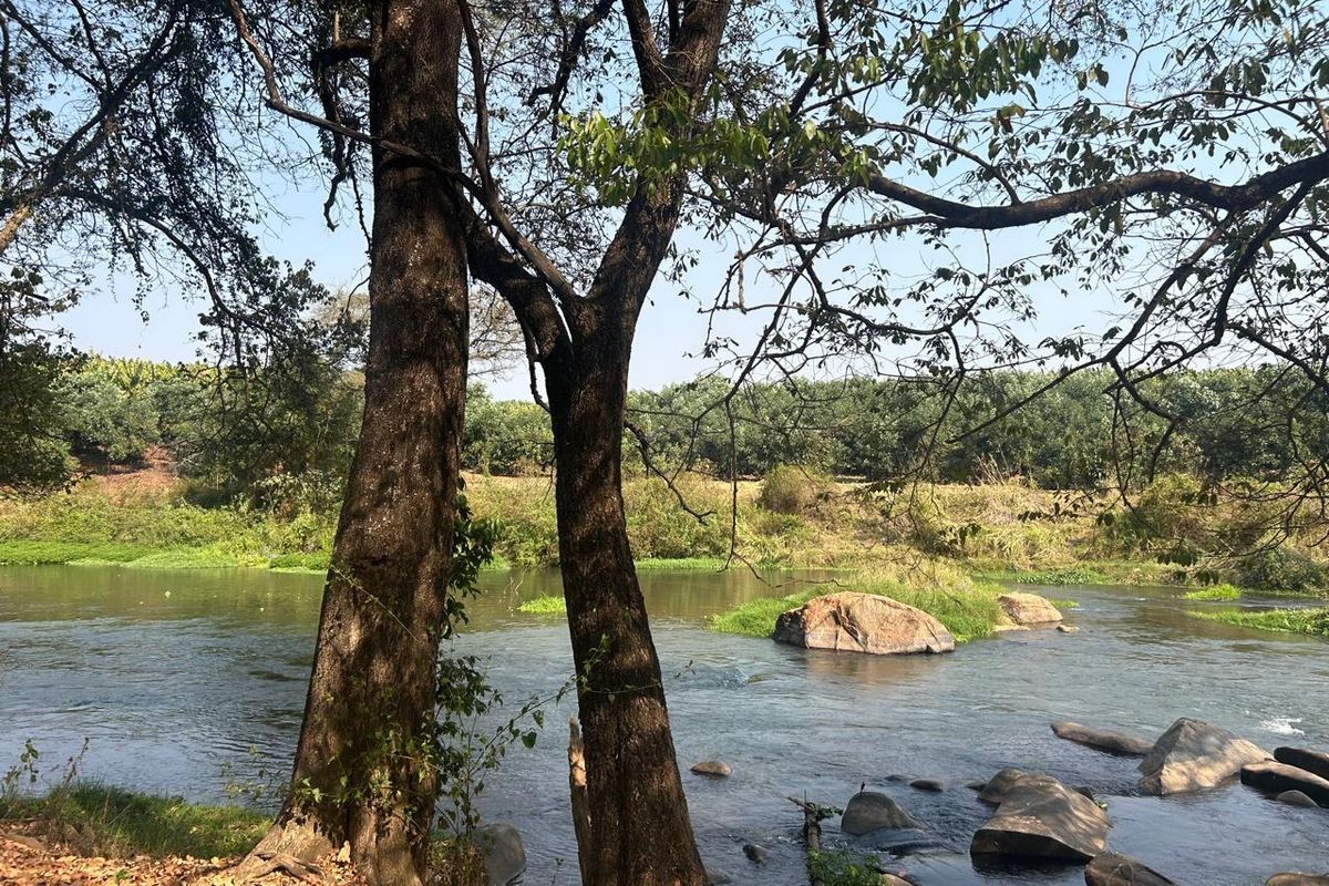 Magnificent Riverfront with island 9.5 Ha Litchi & Macadamia Farm on the Banks of the Letaba River - Photo 3