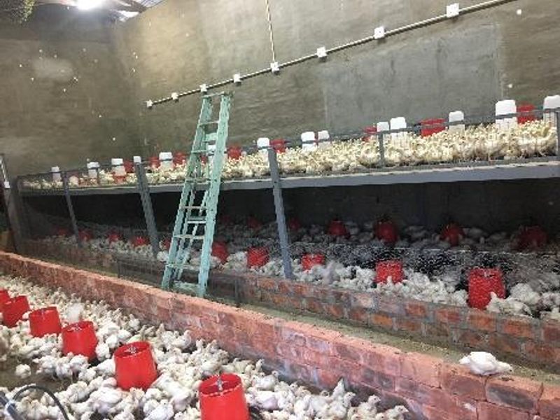 PLOT AND POULTRY BUSINESS FOR SALE – OKAHANDJA - Photo 6