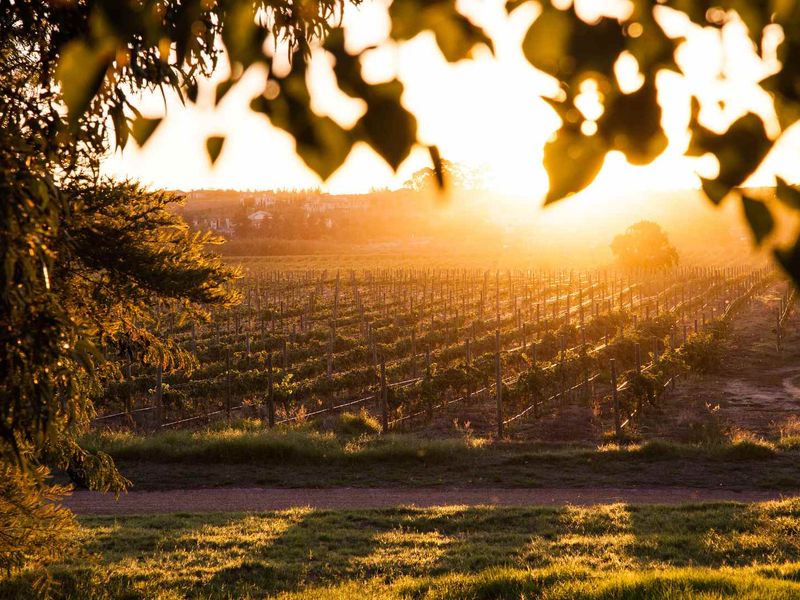 Build a 27 Hectare Legacy Estate on a Scenic Winelands Landscape at Val de Vie Estate - Photo 4