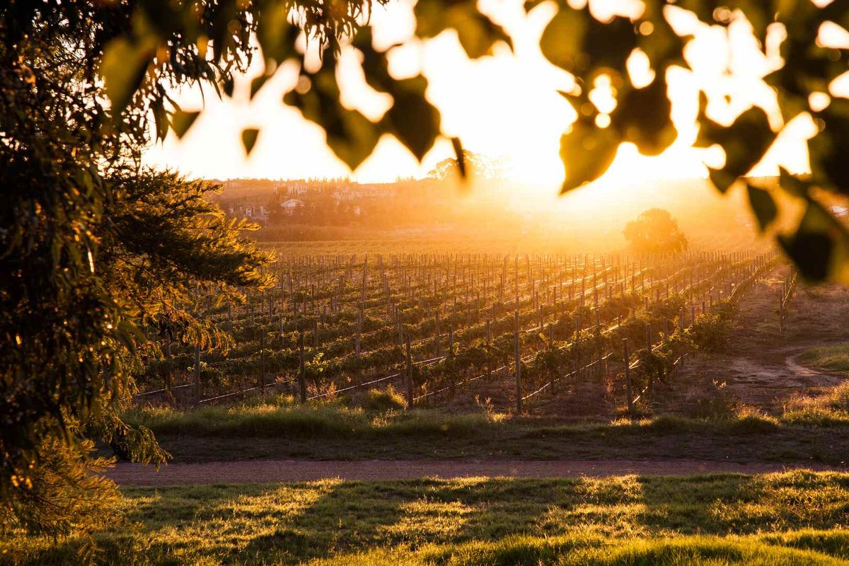 Build a 27 Hectare Legacy Estate on a Scenic Winelands Landscape at Val de Vie Estate - Photo 4