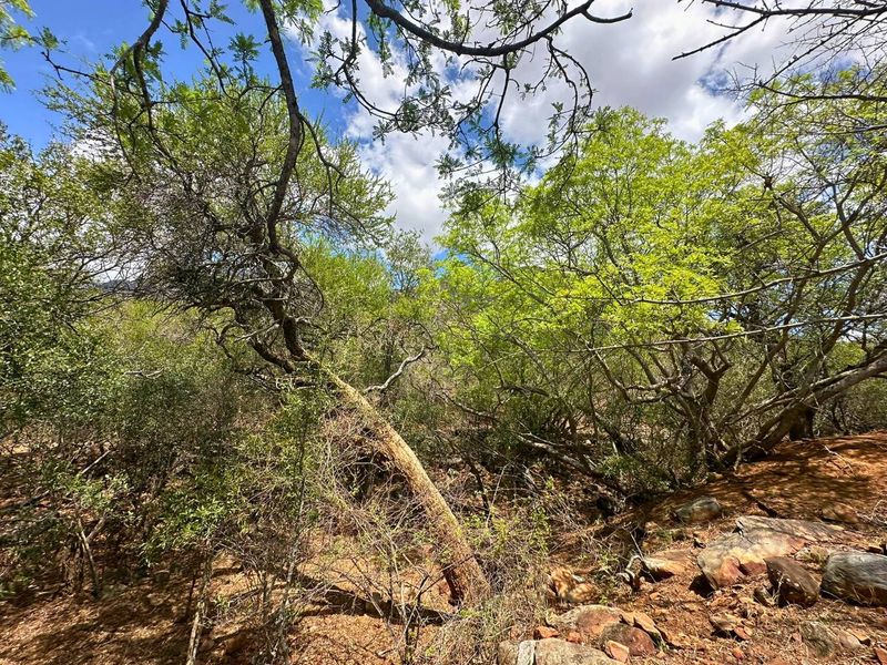 Elevated Stand with Views in Canyon Game Reserve. - Photo 9