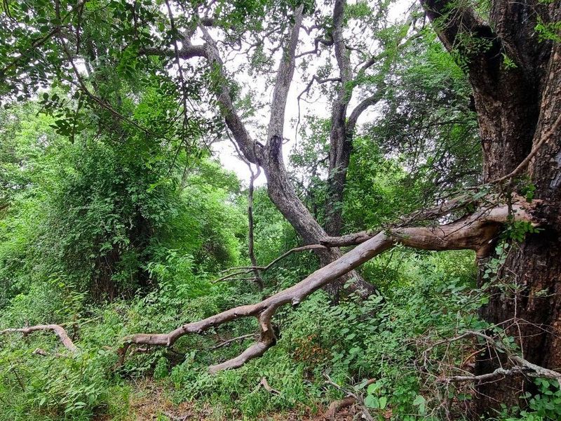 A view of a densely wooded area featuring mature trees and natural vegetation on the residential land.