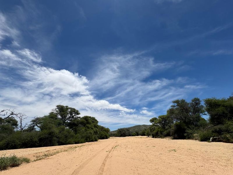 A scenic view of the expansive natural landscape featuring indigenous trees and a sandy riverbed under a clear blue sky.