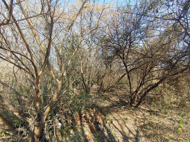 A view of a densely vegetated plot of land featuring mature trees and natural ground cover.