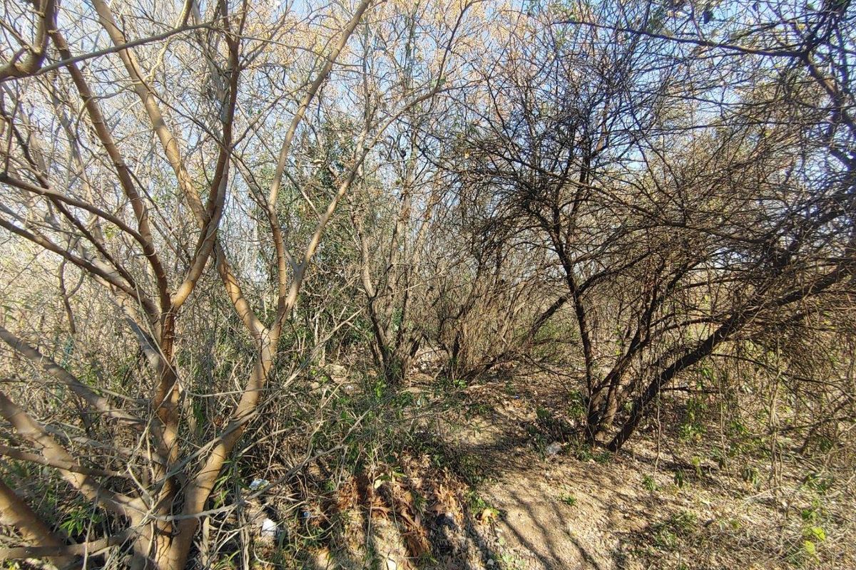 A view of a densely vegetated plot of land featuring mature trees and natural ground cover.