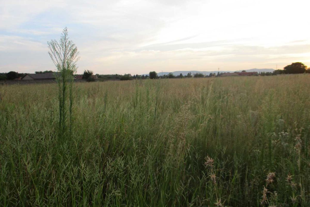 A view of an expansive, undeveloped plot of land covered in tall grass, suitable for future commercial development.