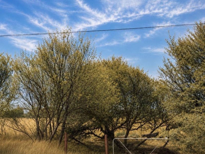 21-Hectare Farm with Water Rights – Just 11km from Langenhovenpark - Photo 1