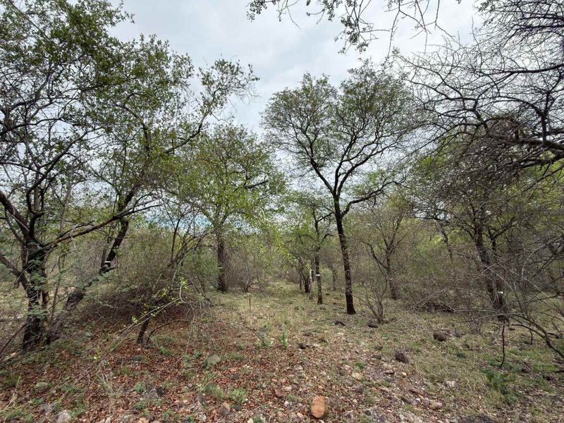 A view of a vacant residential plot featuring established native trees and natural ground cover.