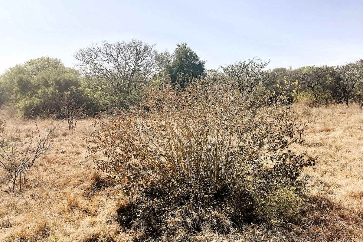 A view of the undeveloped agricultural land featuring dry natural vegetation and native shrubs under a clear sky.
