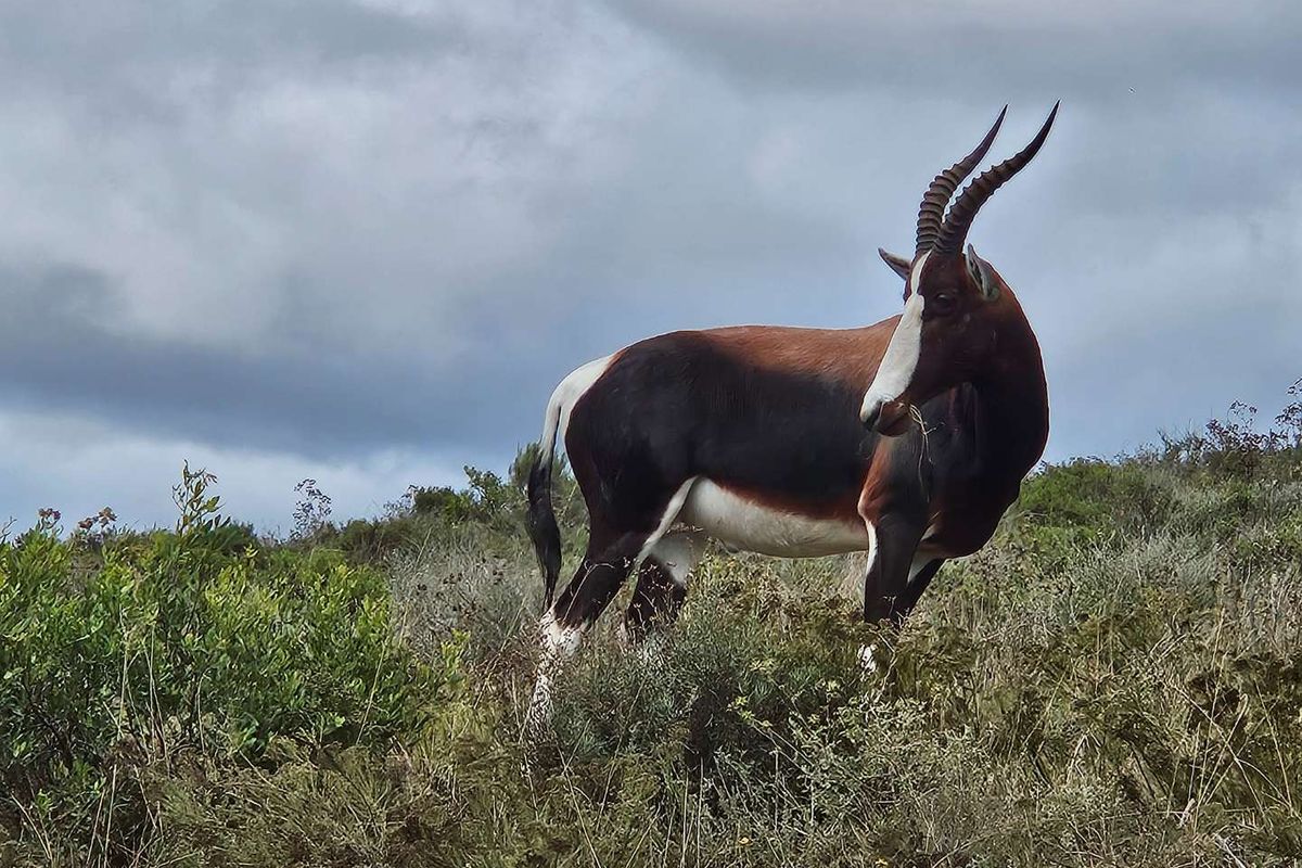 Discover your dream home at Outeniquasbosch Wildlife Village - Photo 5