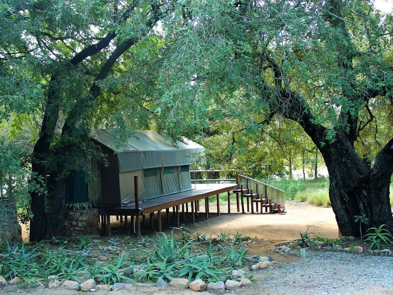 A raised canvas tent structure set on a timber deck, nestled among mature trees in a natural bushveld setting.