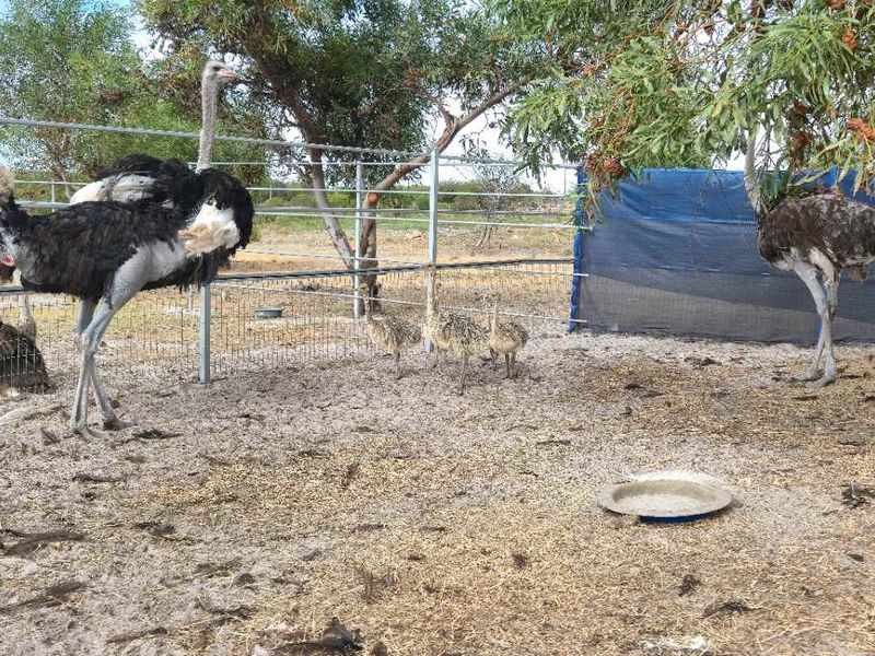 Kamba Farm – An Exceptional Opportunity in Franskraal, Western Cape - Photo 5