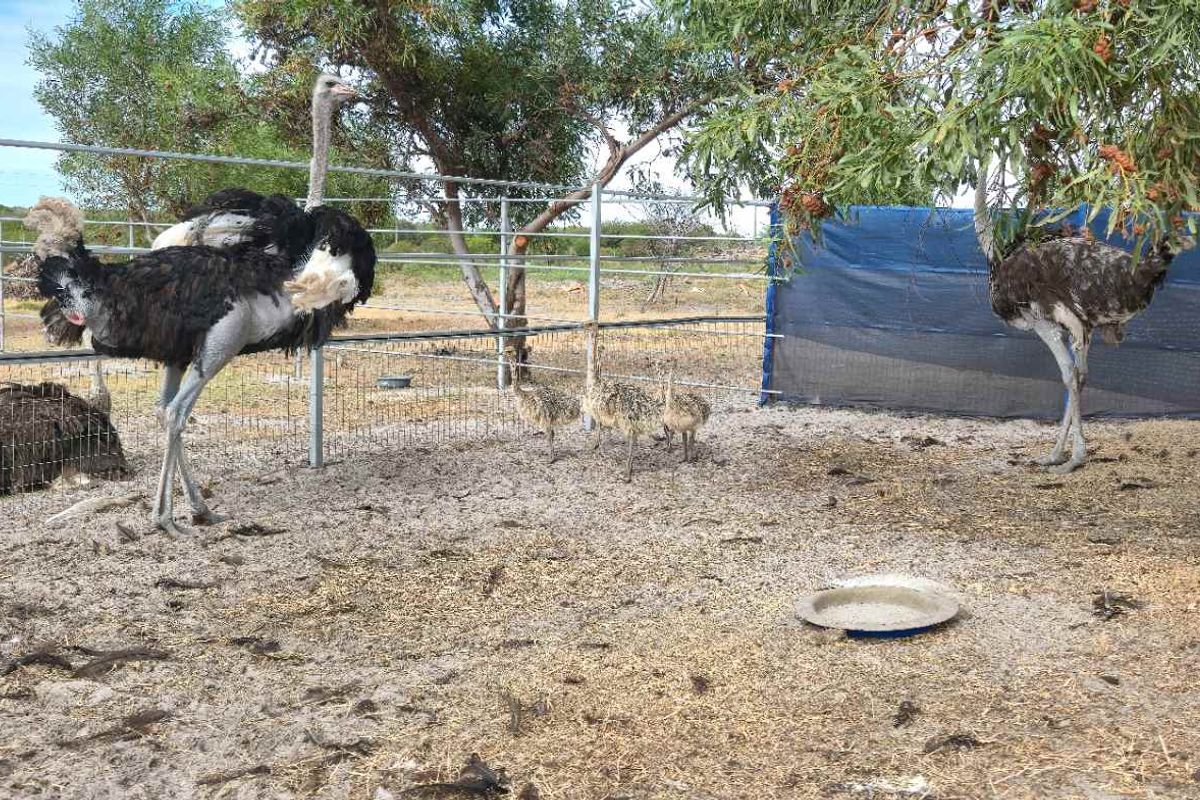 Kamba Farm – An Exceptional Opportunity in Franskraal, Western Cape - Photo 5