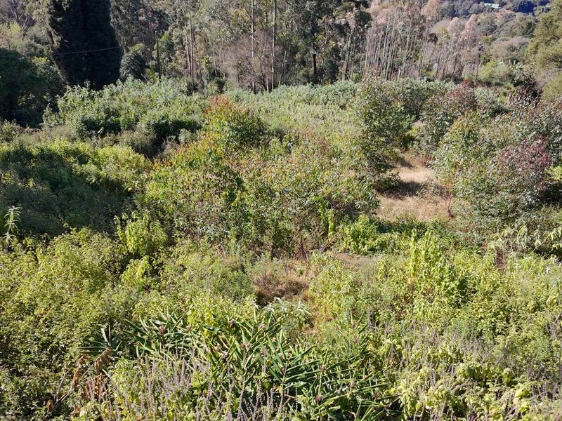 A view of a sloped residential plot covered in dense, established vegetation and trees.