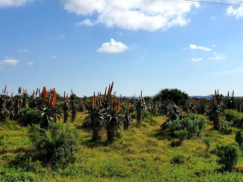 LIFESTYLE FARM FOR SALE - Photo 8