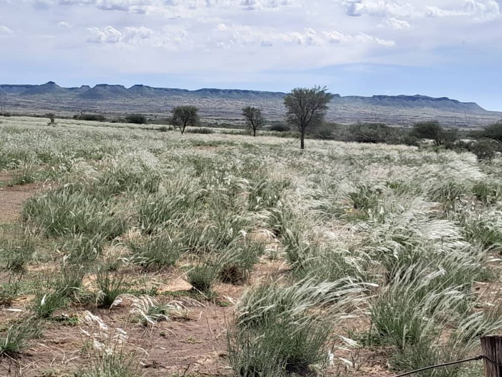 View of the field after the rain. 