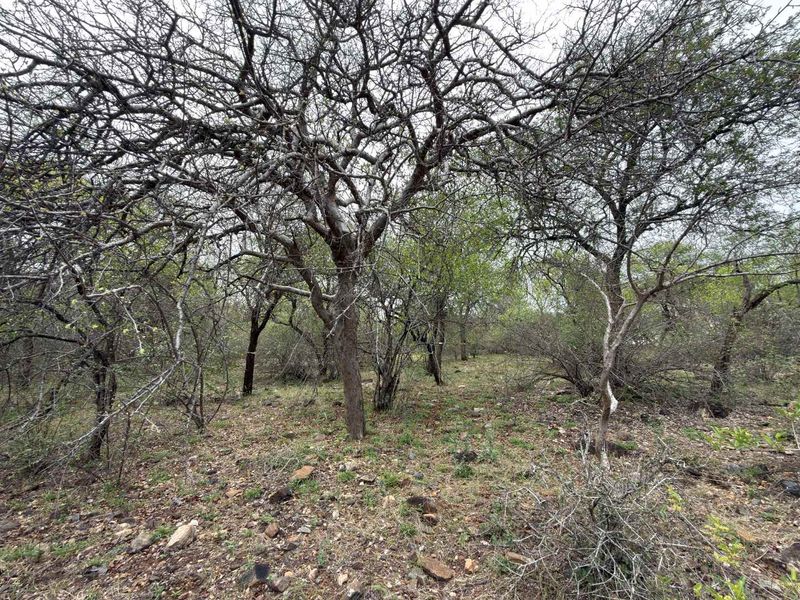 A view of the natural, undeveloped residential land featuring mature trees and native vegetation across the plot.