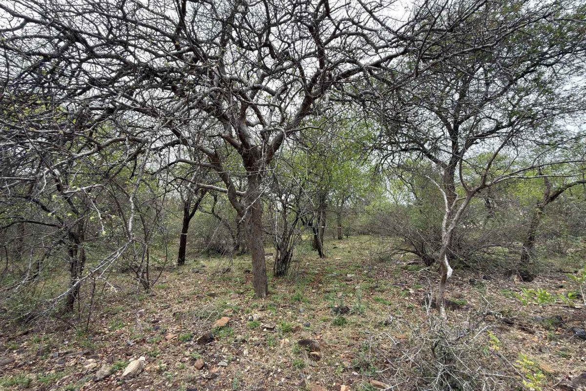 A view of the natural, undeveloped residential land featuring mature trees and native vegetation across the plot.