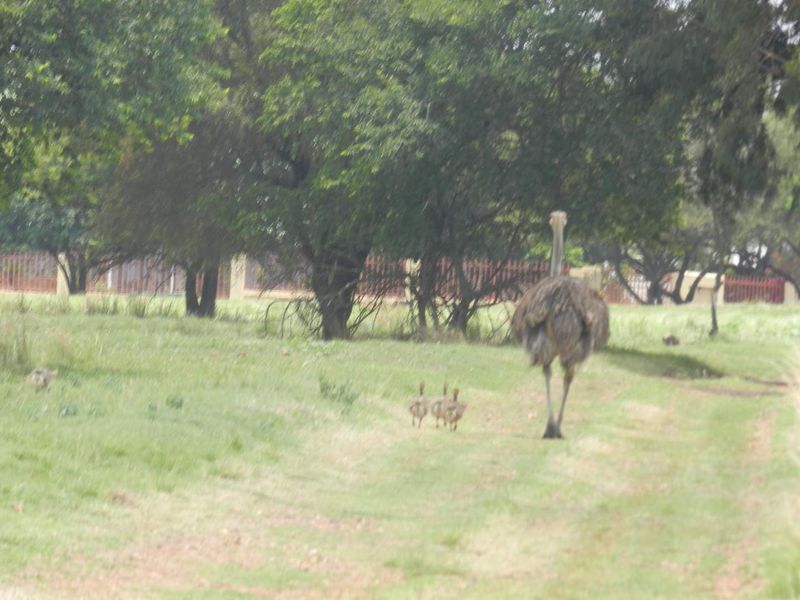 Exceptional 44-Hectare Agricultural Farm for Sale – Hekpoort (Farm 268 & 309) - Photo 3