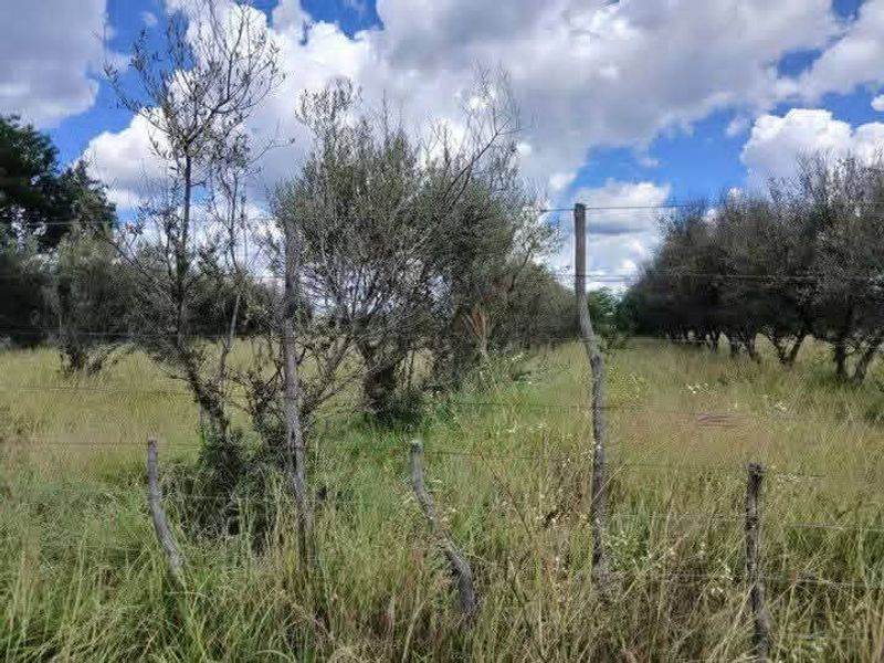 A view of an agricultural plot featuring established olive trees and basic wire fencing with wooden posts.