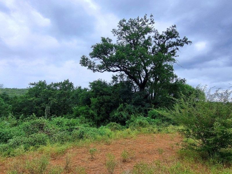 A view of the natural landscape featuring mature trees and indigenous vegetation on the vacant residential plot.