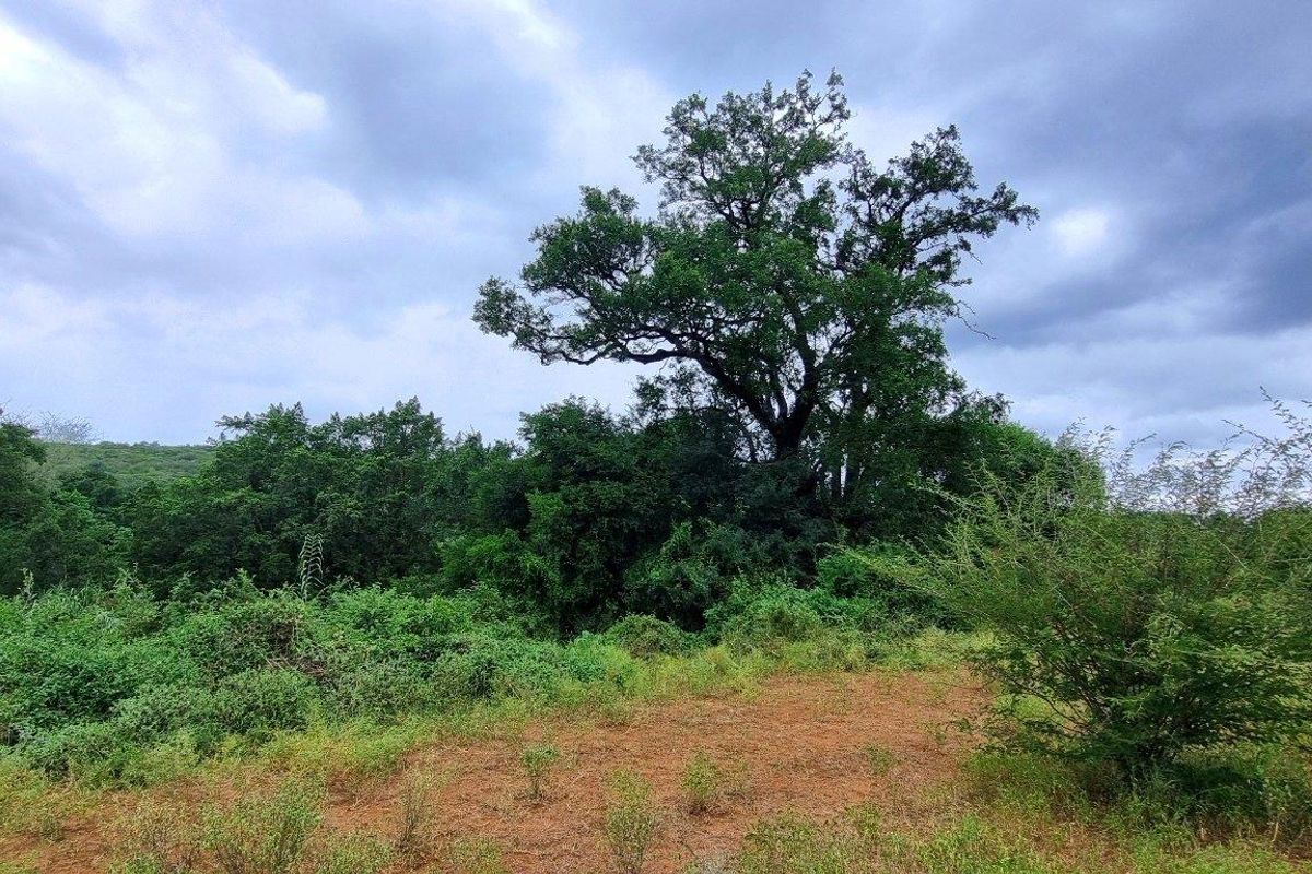 A view of the natural landscape featuring mature trees and indigenous vegetation on the vacant residential plot.