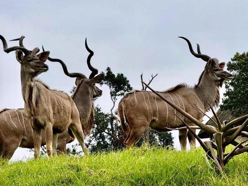 Magnificent 5-Bedroom Thatched Villa in Phezulu Safari Estate - Photo 8