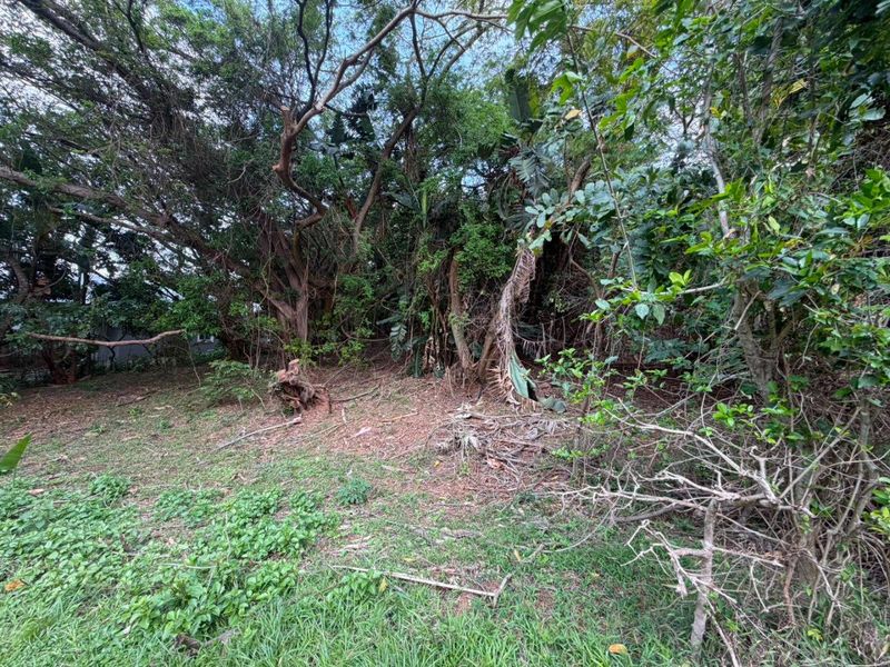 A view of a densely vegetated residential plot featuring mature trees and natural ground cover.