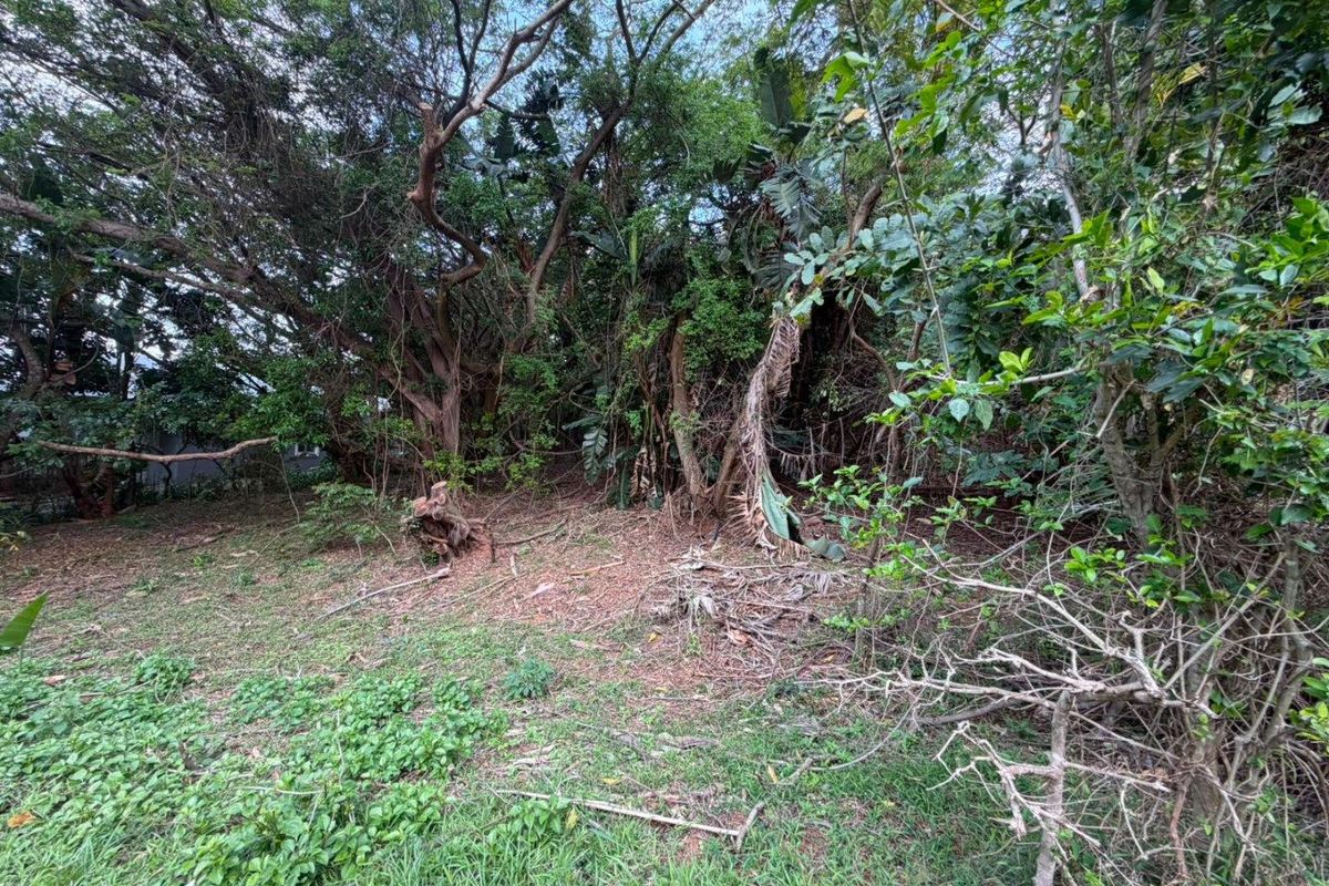 A view of a densely vegetated residential plot featuring mature trees and natural ground cover.