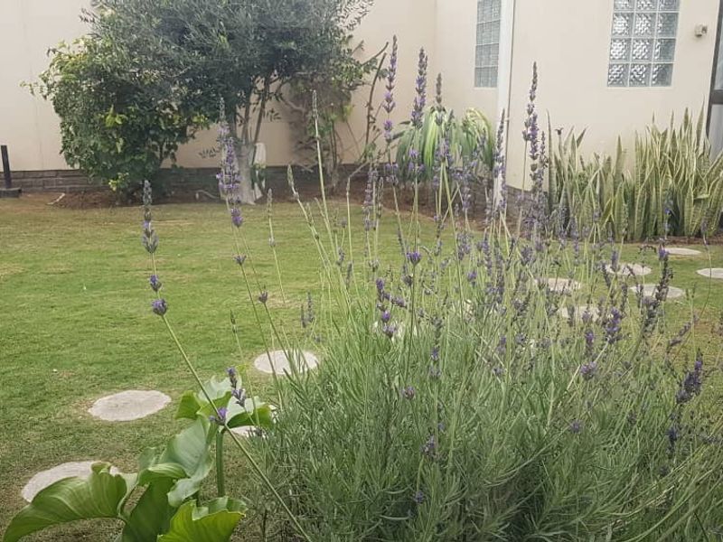 Spacious Neat Executive Home could also be utilised as a BB - Photo 2