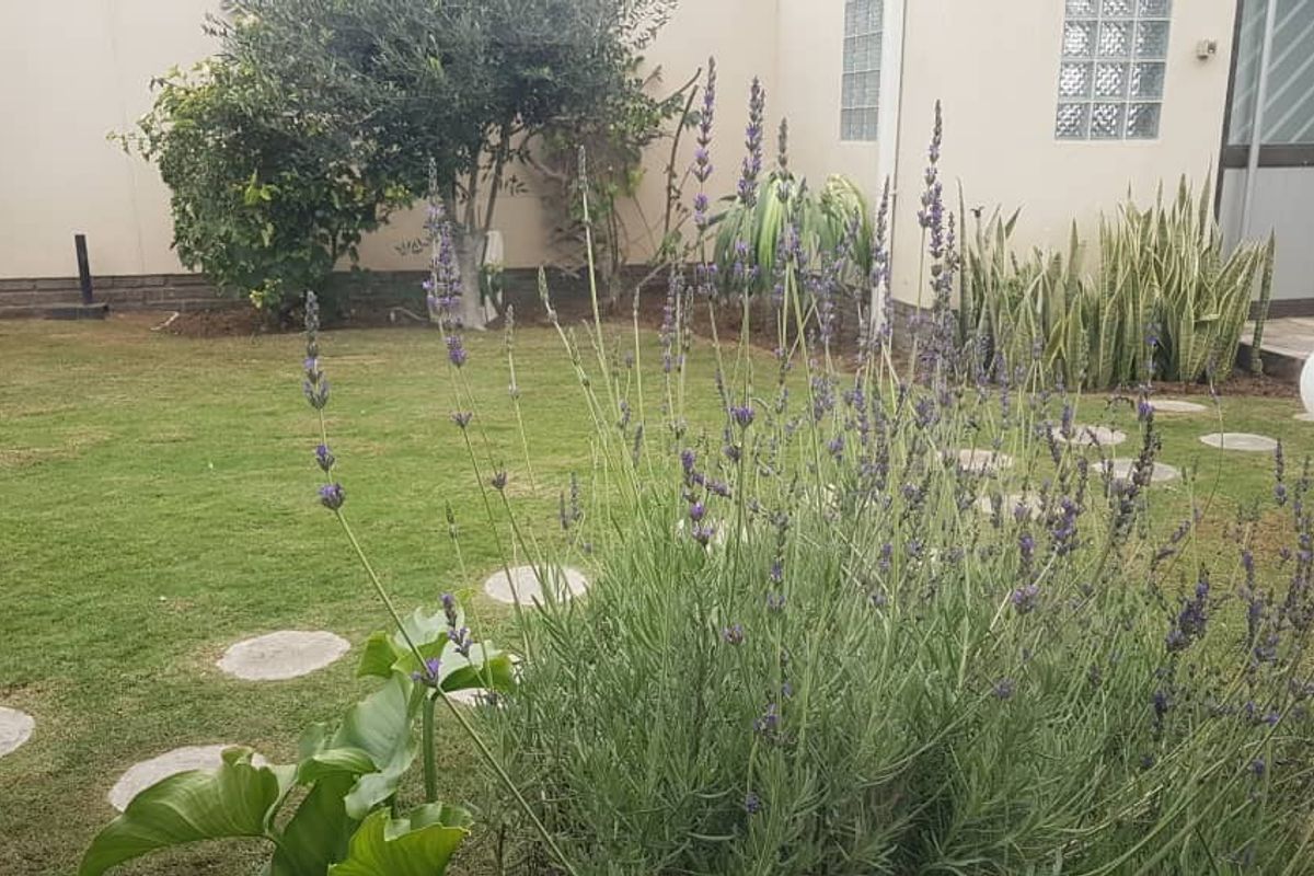 Spacious Neat Executive Home could also be utilised as a BB - Photo 2