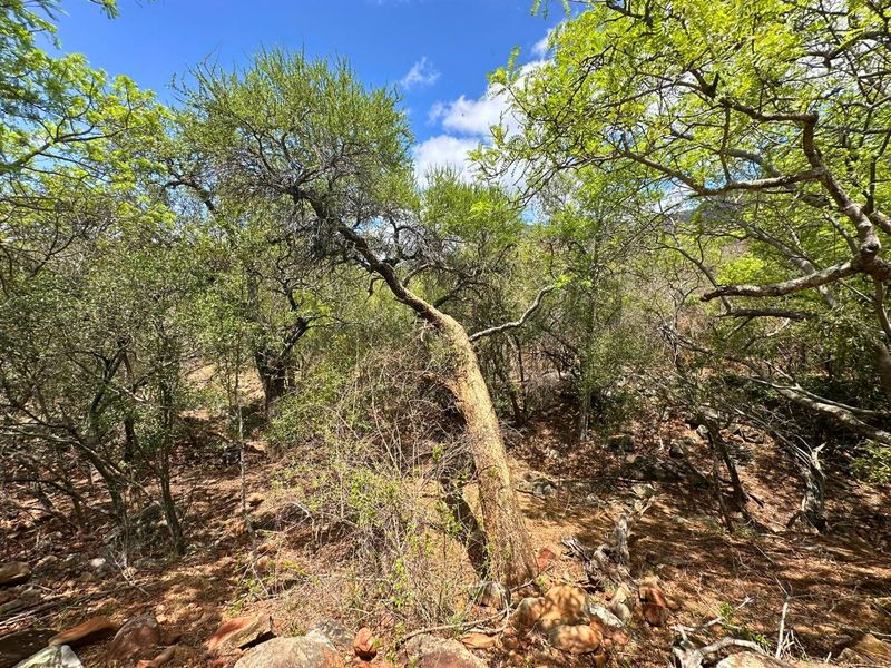 Elevated Stand with Views in Canyon Game Reserve. - Photo 7