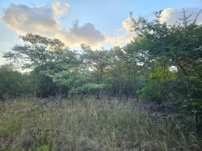 Vacant Land in MODITLO NATURE RESERVE - Photo 4