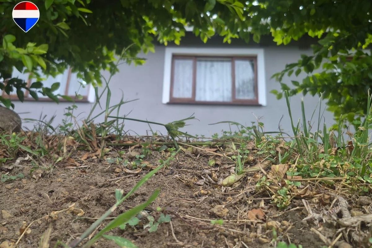 A low-angle view of the rear exterior wall and timber-framed windows of the house, partially obscured by garden foliage.