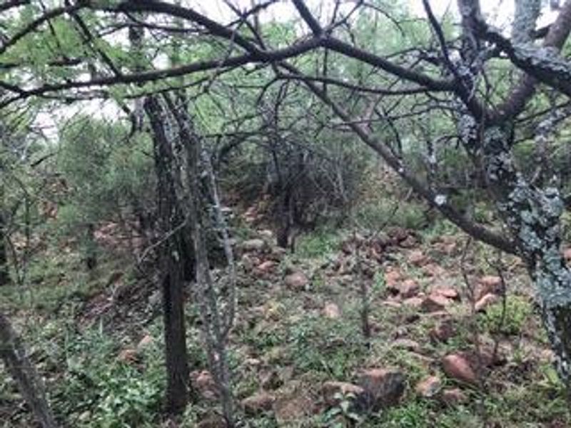 **A Rare Opportunity to Own a Piece of Paradise in Buffelsdrift Game Reserve** - Photo 10