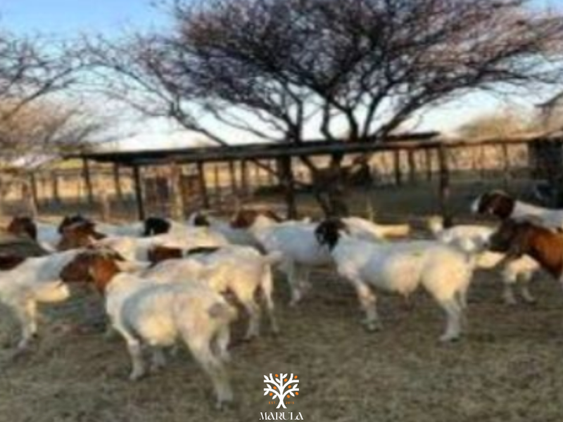 FARM FOR SALE IN GROOTFONTEIN - Photo 3