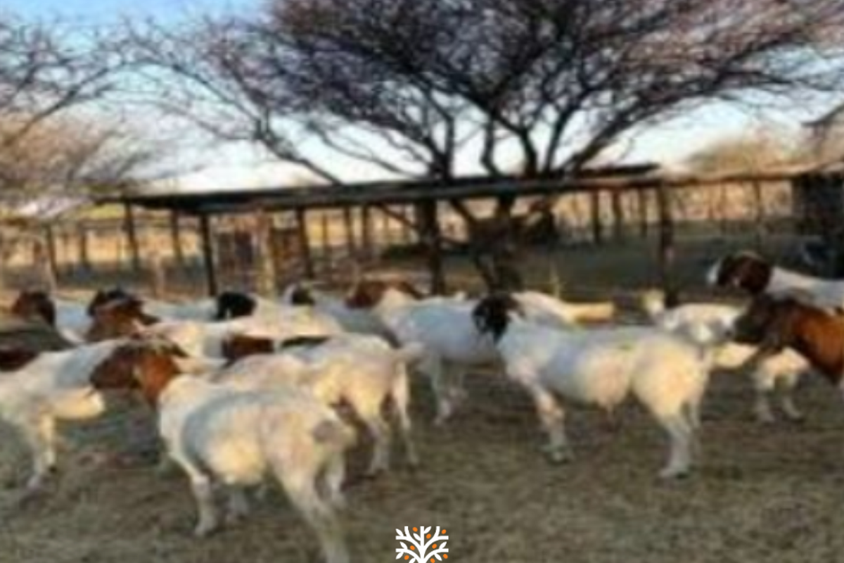 FARM FOR SALE IN GROOTFONTEIN - Photo 3