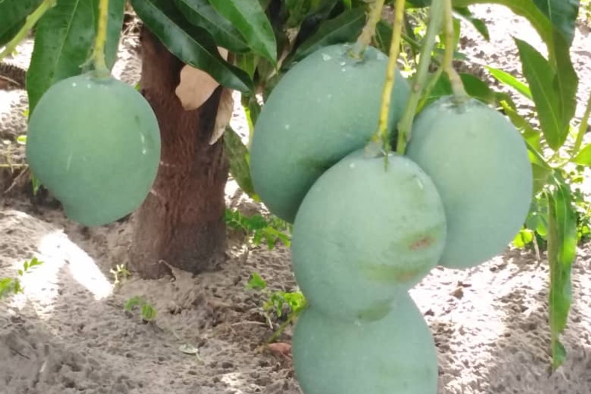 PERFECTLY LOCATED RIVER VIEW PLOT – RUNDU AREA KAVANGO EAST REGION - Photo 3