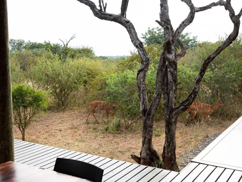 Luxury Home to Rent in Raptors View Wildlife Estate, Hoedspruit - Photo 5