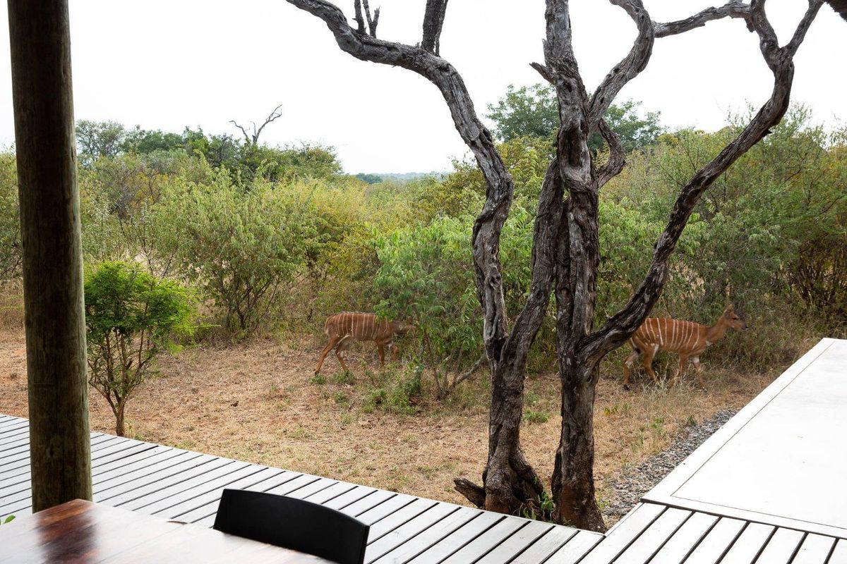 Luxury Home to Rent in Raptors View Wildlife Estate, Hoedspruit - Photo 5