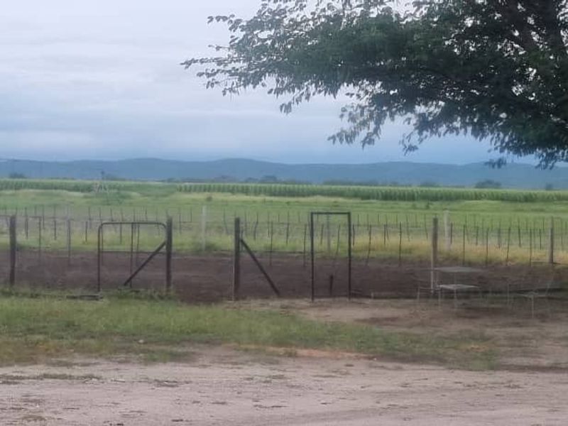 Irrigation Small Holding For Sale in Tsumeb Area - Photo 4