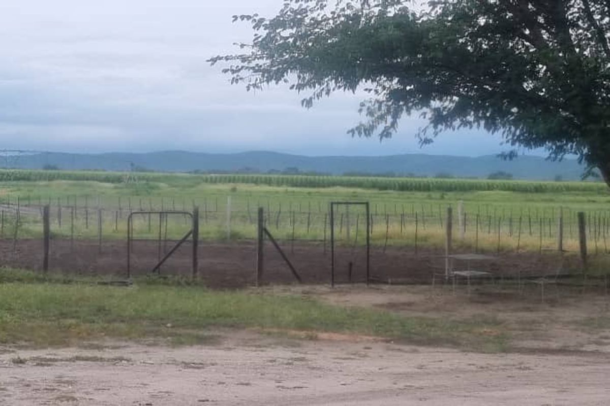 Irrigation Small Holding For Sale in Tsumeb Area - Photo 4