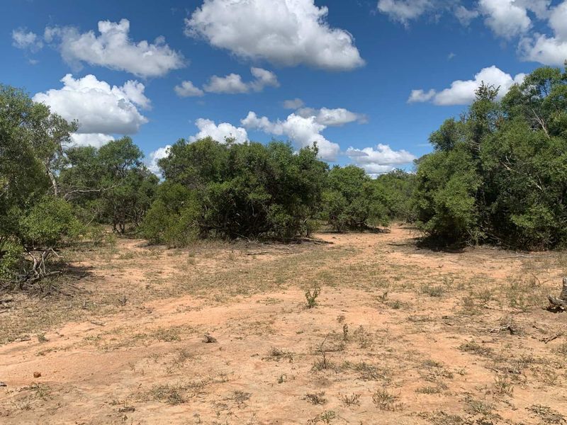 Welcome to the South African bushveld!   Lovely vacant riverbed stand for sale! - Photo 5