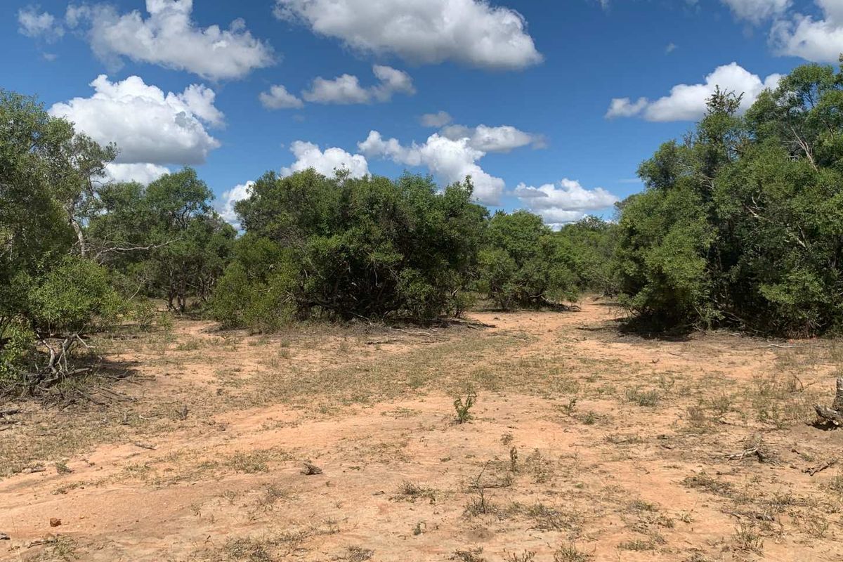 Welcome to the South African bushveld!   Lovely vacant riverbed stand for sale! - Photo 5